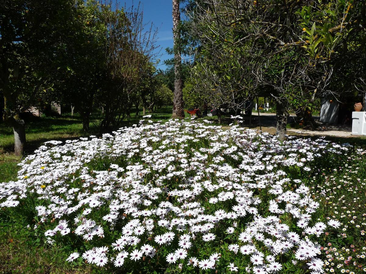 Quinta Quinze Bed and Breakfast Boliqueime Buitenkant foto
